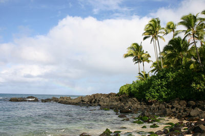 Palm trees on beach