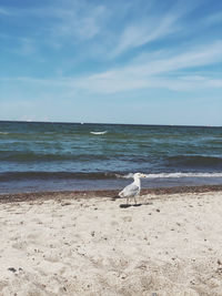 Seagulls on beach