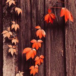 Close-up of autumn leaves on wood