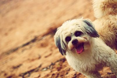 Close-up portrait of dog