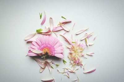 High angle view of scattered flower on white background