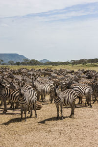 Zebras on farm against sky