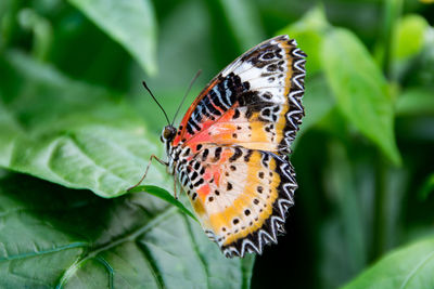 A uniquely beautiful multi-colored butterfly perched on a green leaf.