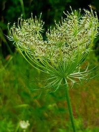 Close-up of flowering plant