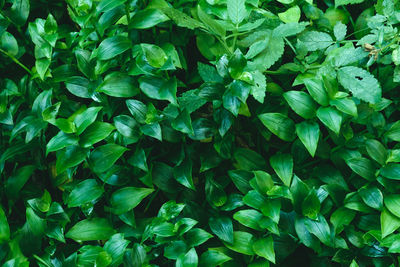 Full frame shot of fresh green leaves