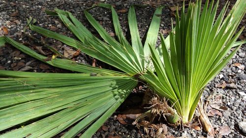 High angle view of palm leaves