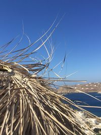 Close-up of dry plants against blue sky