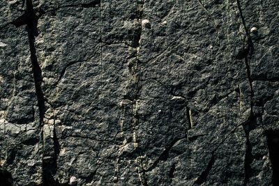Full frame shot of tree trunk