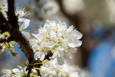 Close-up of white cherry blossom tree