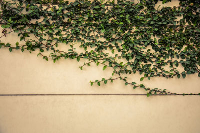 Front shot of green ivy with leaves, branches and roots on the white and cream grunge wall