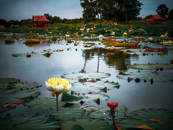 Lotus water lily in lake