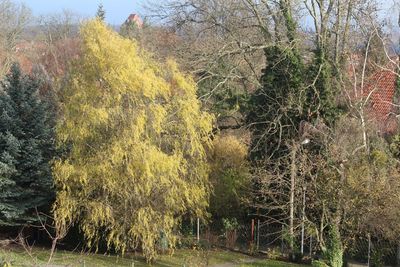 View of trees in forest
