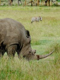 Elephant grazing on grassy field