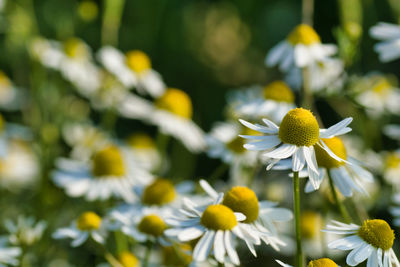 Close-up of chamomile plant