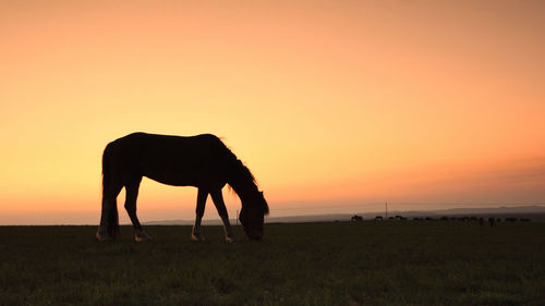 Silhouette horse on field against orange sky