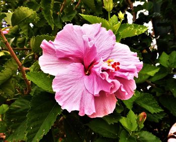 Close-up of pink hibiscus blooming outdoors