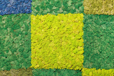 A living panel made of scandinavian stabilized dry moss of various green shades.