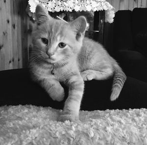 Close-up of cat sitting on sofa at home