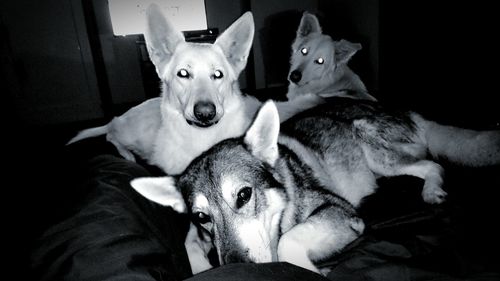 Close-up of dog lying on sofa