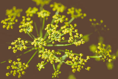 Close-up of yellow flowering plant