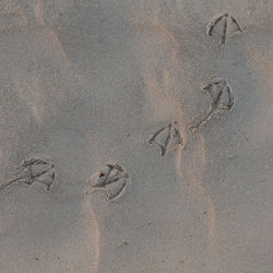 High angle view of footprints on sand at beach