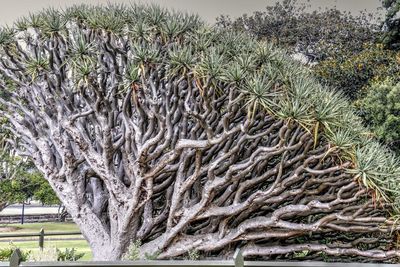 Close-up of tree against sky