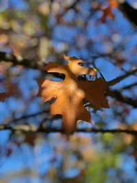 Low angle view of autumn leaves on tree