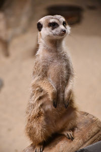 Portrait of meerkat  sitting and watching