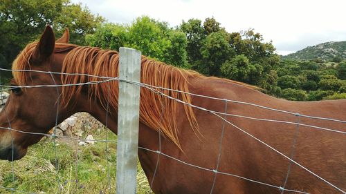 Horse standing by trees against sky