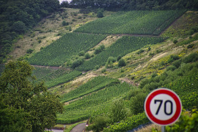 Weinberge river mosel