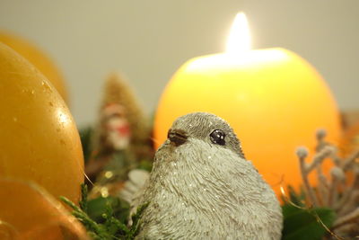 Close-up of a bird against blurred background