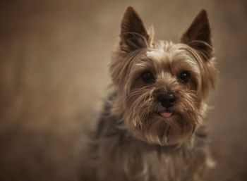 Close-up portrait of dog