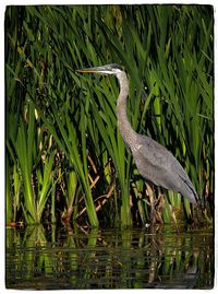 Close-up of bird by plants in lake