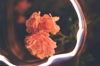 Coral roses blooming in garden seen through fire at night