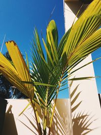 Low angle view of palm tree against blue sky