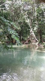 Reflection of trees in water