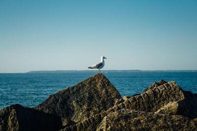 Seagull on beach