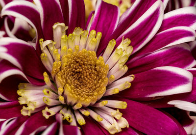 Close-up of yellow flower blooming outdoors