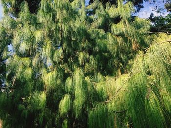 Full frame shot of plants