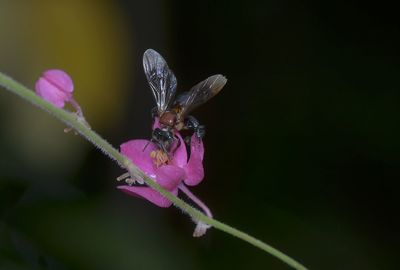 Close-up of butterfly pollinating on pink flower