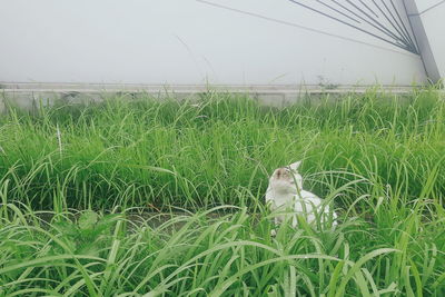 View of a cat on field