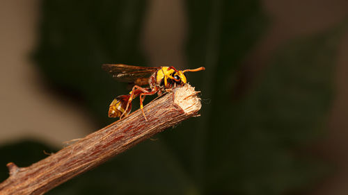 Close-up of insect on plant