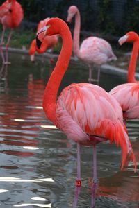 Flamingos in a lake