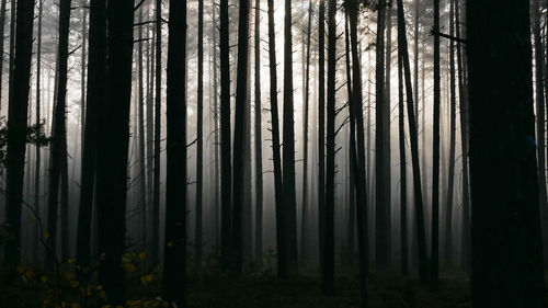 View of trees in forest