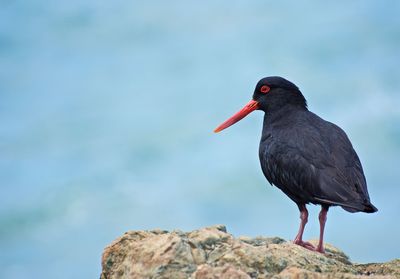 Close-up of bird perching on rock