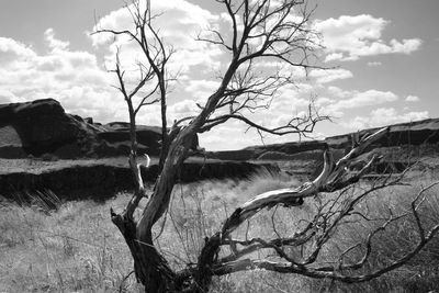 Bare trees on landscape against cloudy sky