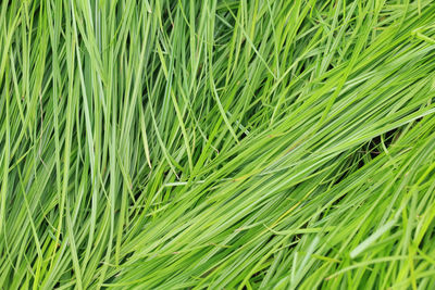 Full frame shot of fresh green grass