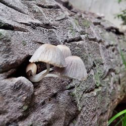 Close-up of rocks