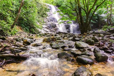 Scenic view of waterfall in forest