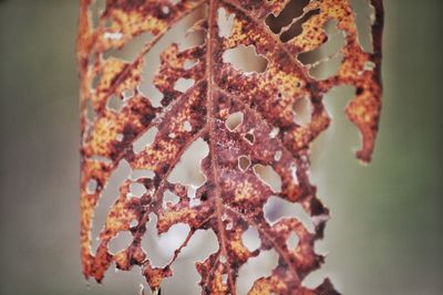 Close-up of rusty metal on plant